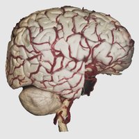 Blood vessels on superolateral surface of brain