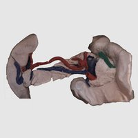 Posterior view of duodenum pancreas spleen