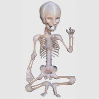 Fetal Skeleton 6 Months Old