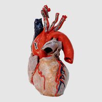 Heart with aorta, pulmonary trunk and coronary arteries
