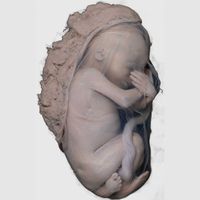 Human fetus 6 months old