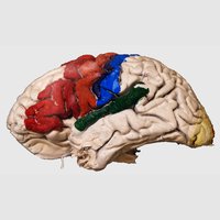 Motor, Sensory, Visual and Olfactory Areas of Lateral Surface of the Brain