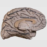 Medial Surface of Left Cerebral Hemisphere