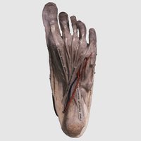 Sole of foot – Second layer muscles